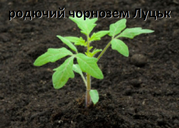 Торф,  чорнозем,  щебінь,  пісок Луцьк
